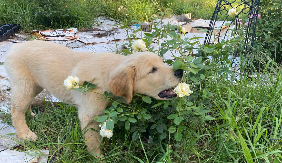 Pets and Toxic Plants. What's a grower to do?