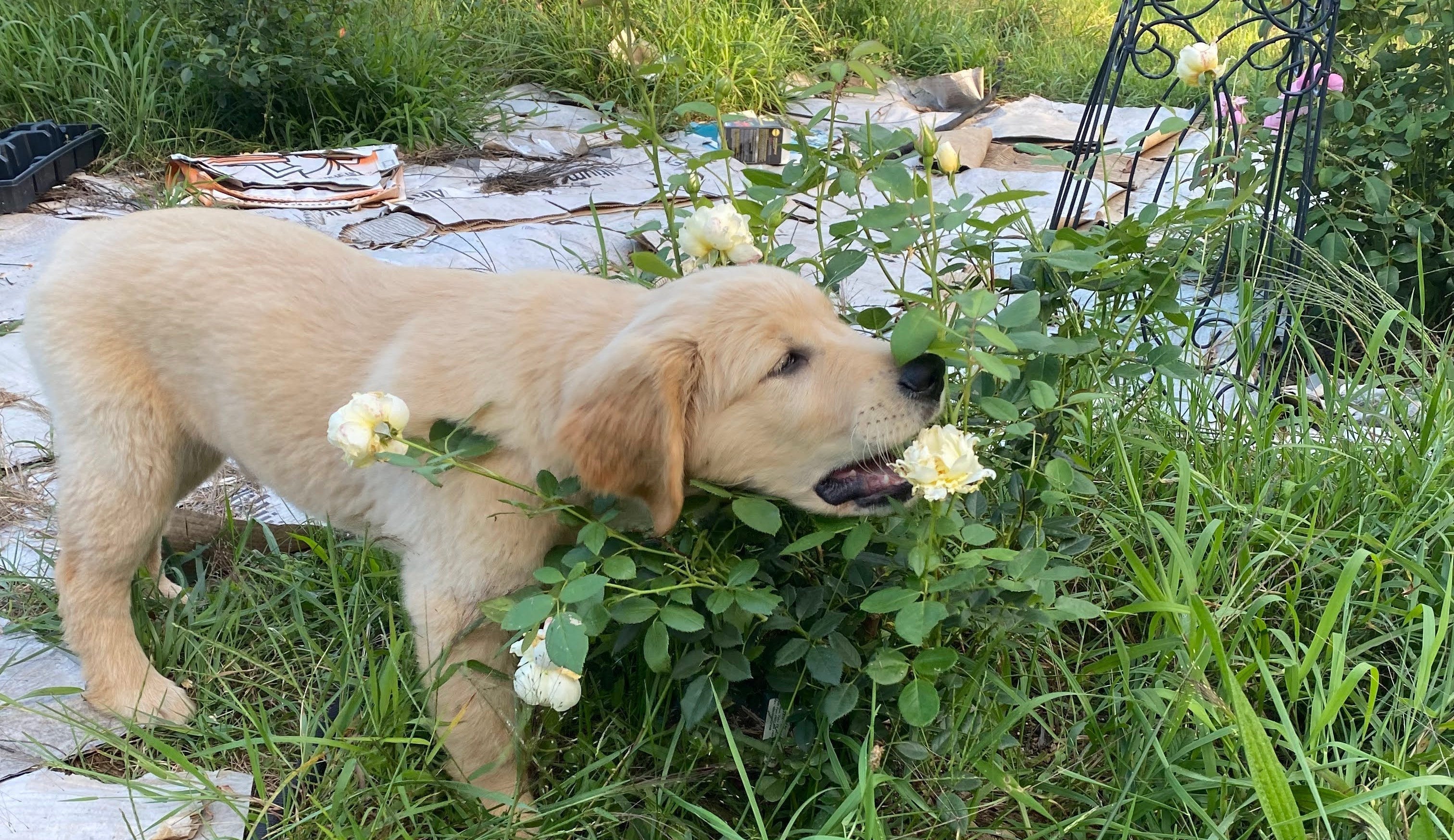 Pets and Toxic Plants. What's a grower to do?