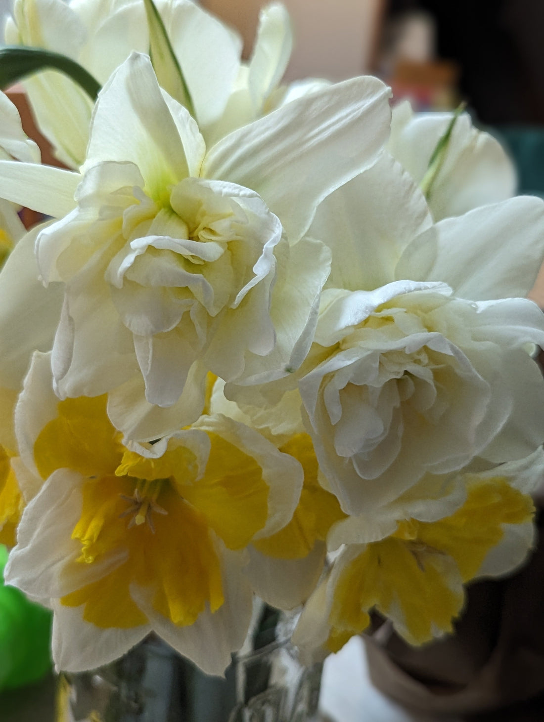 Daffodils. To love or to hate??