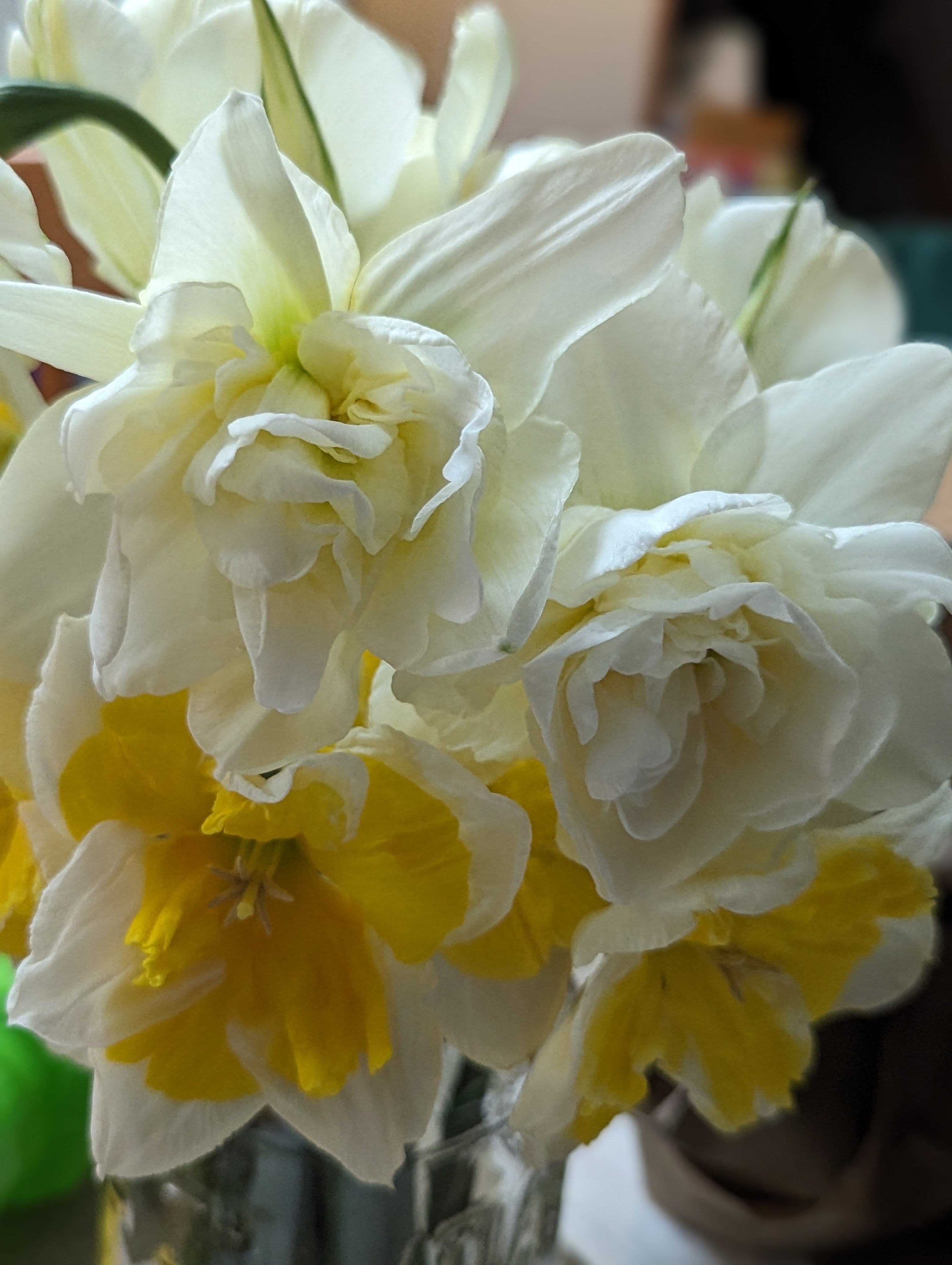 Daffodils. To love or to hate??