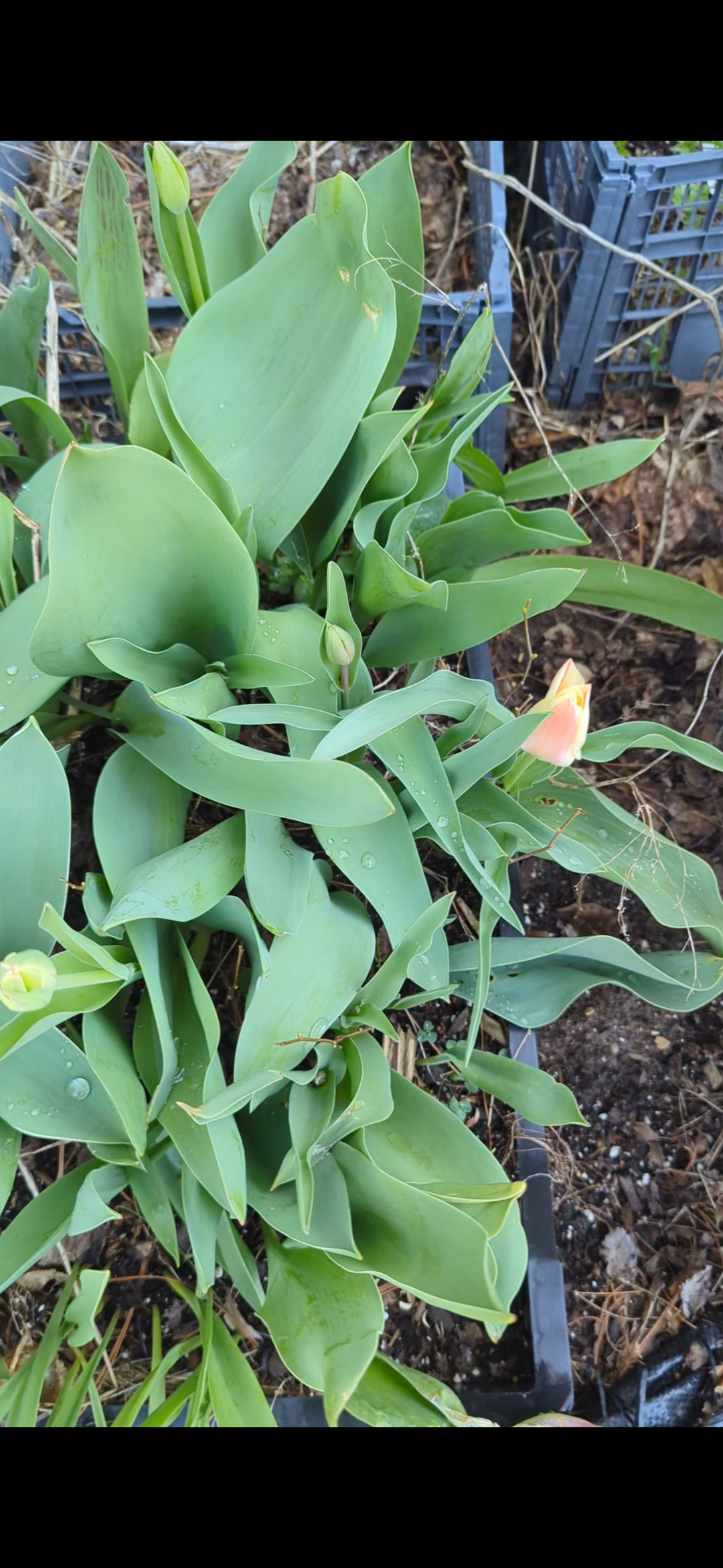 The TULIPS are coming!! No time to panic like the present!