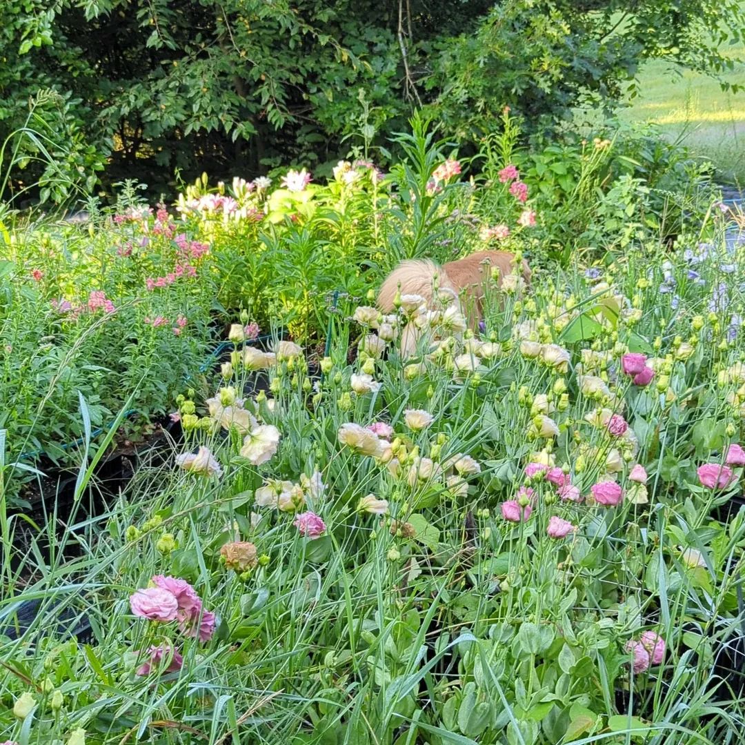 Florists, Farmers and Events