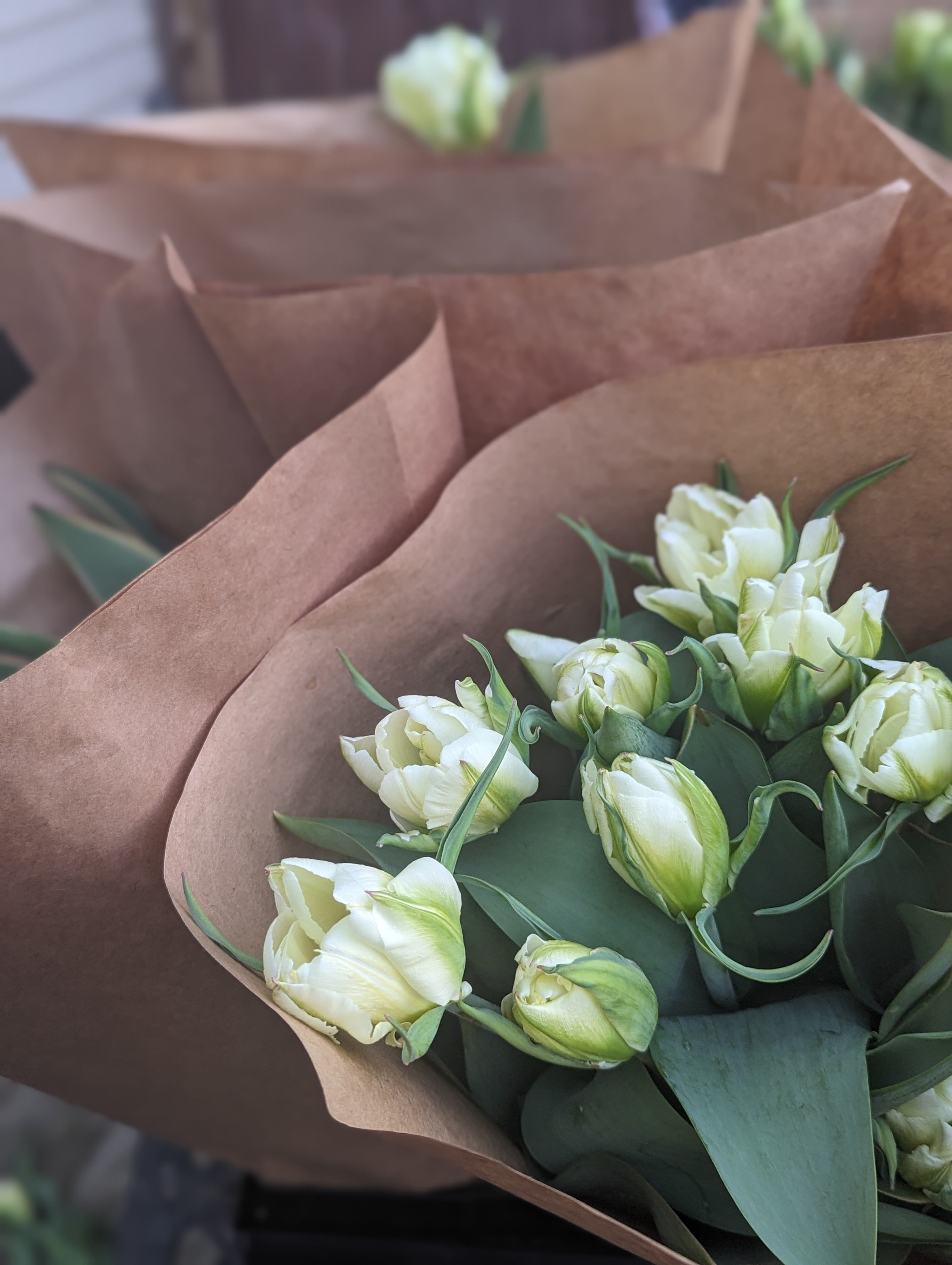 Seasonal Tulip Subscription