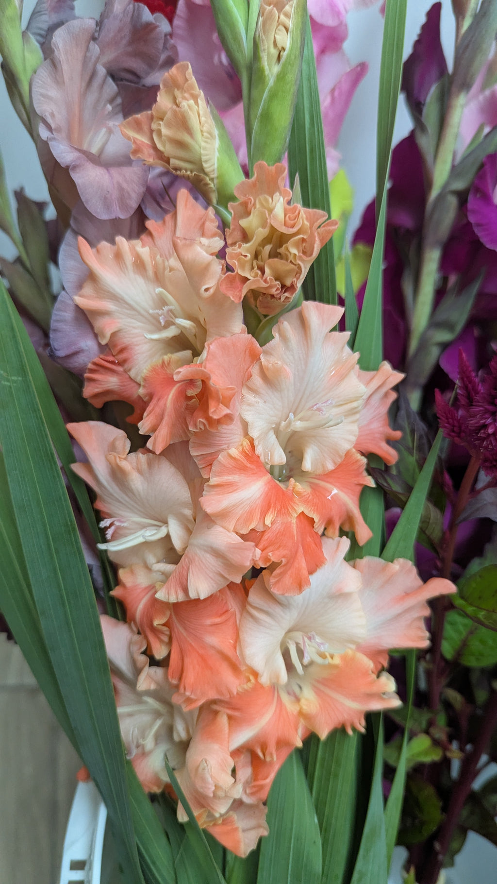 Gladiola Bunches