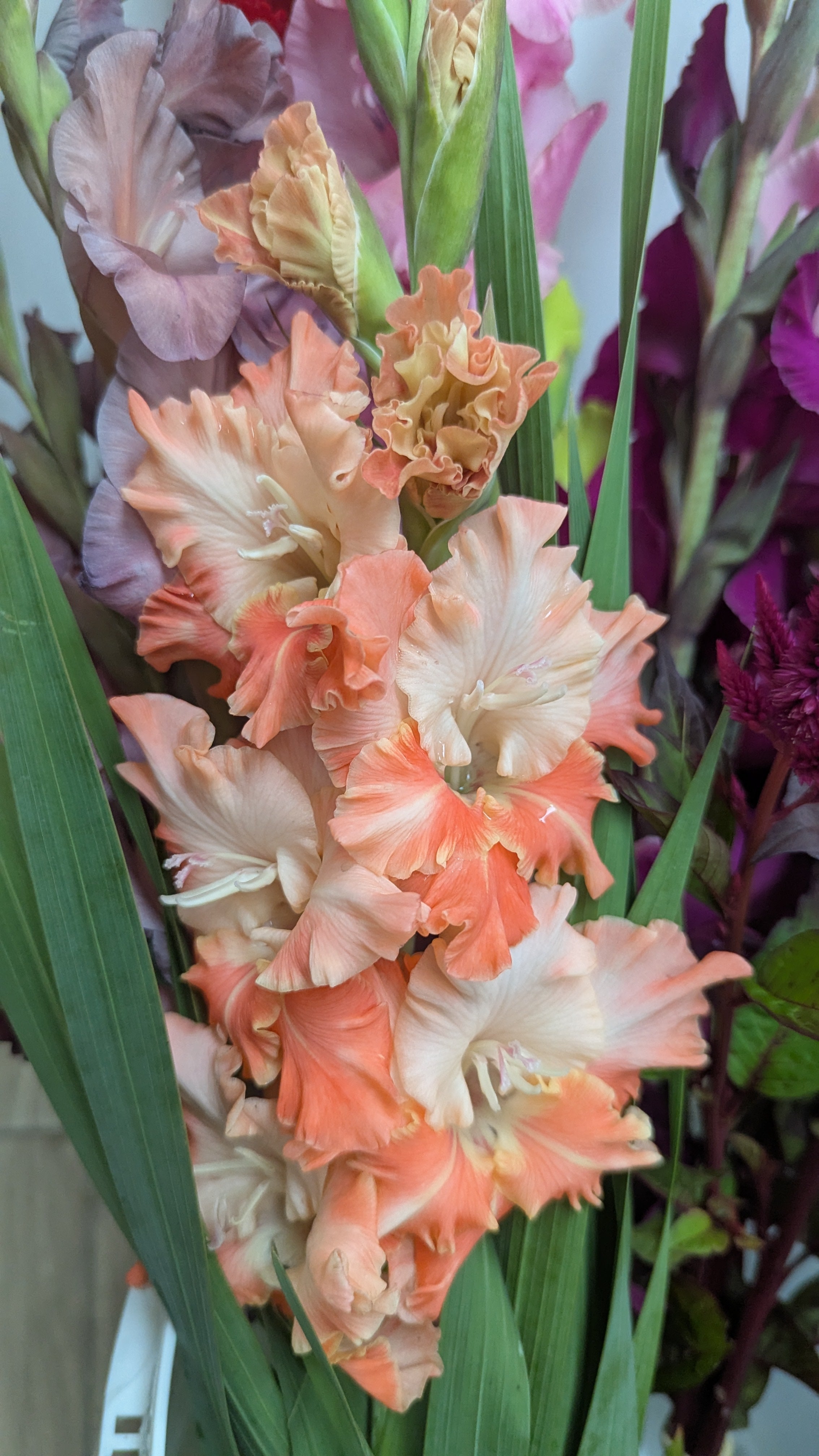 Gladiola Bunches
