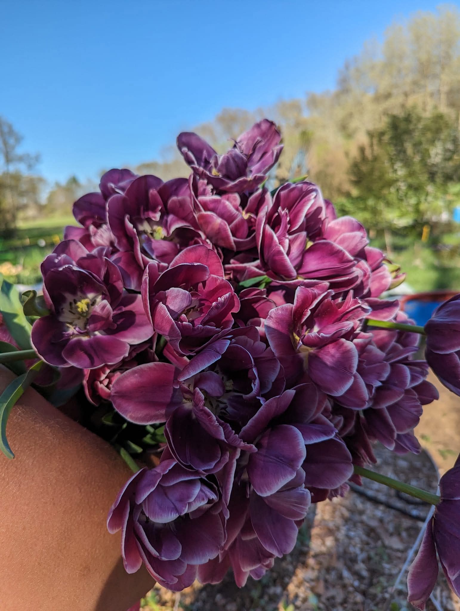 Seasonal Tulip Subscription