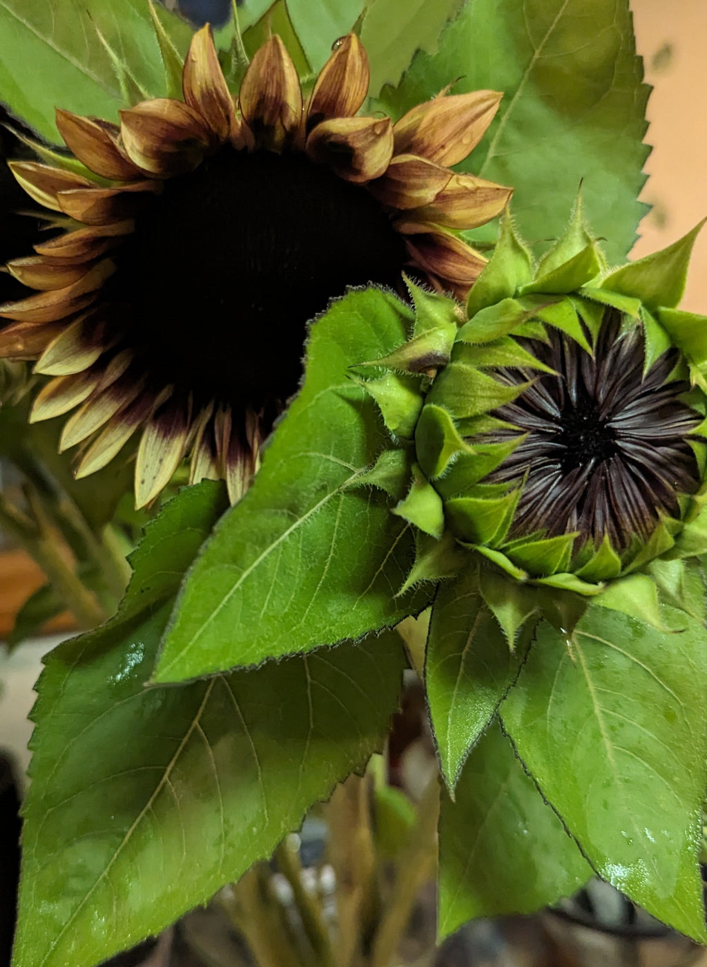 Small Sunflower Suprises
