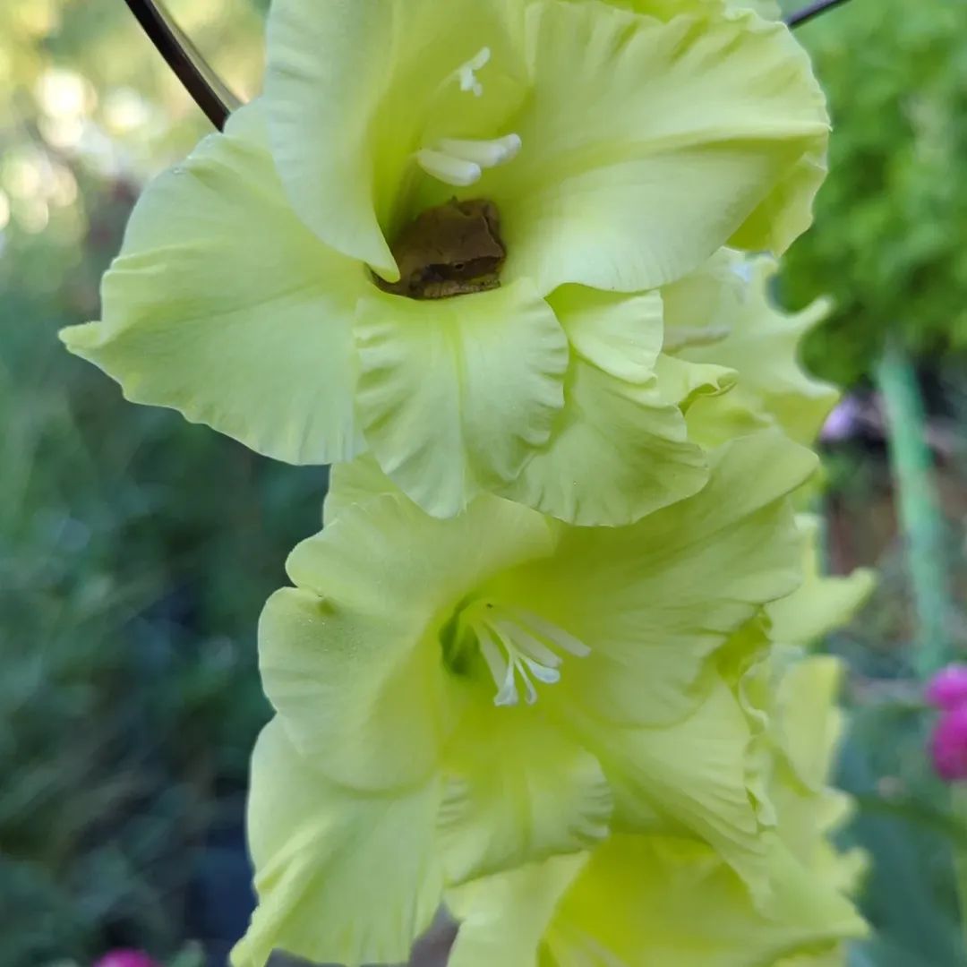 Gladiola Bunches