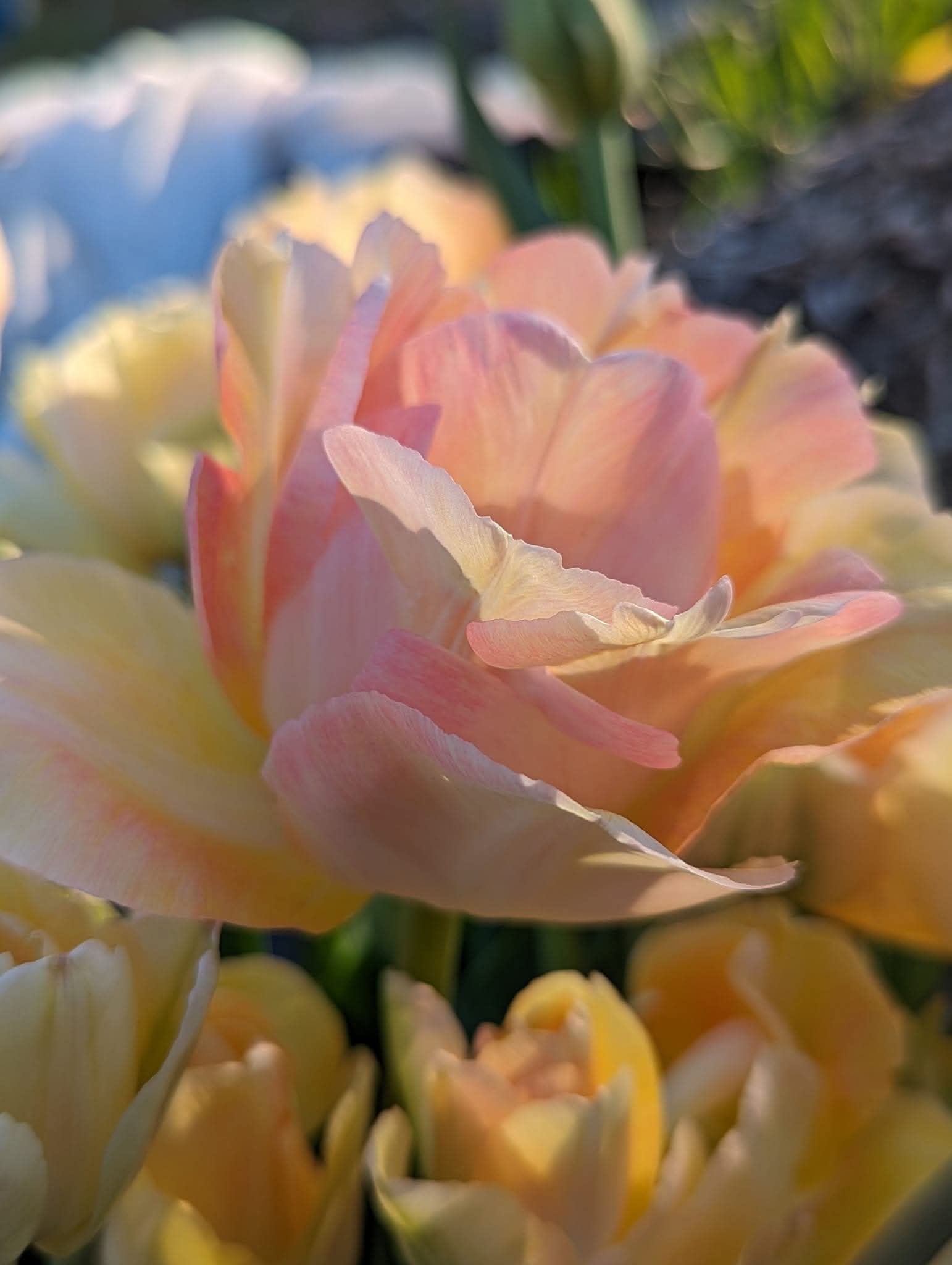 Seasonal Tulip Subscription