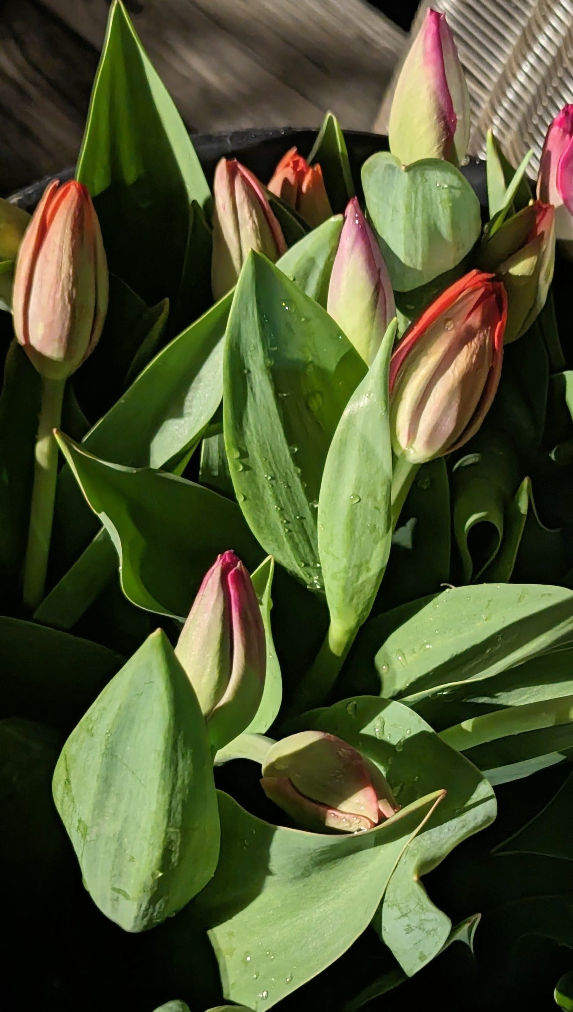 Seasonal Tulip Subscription