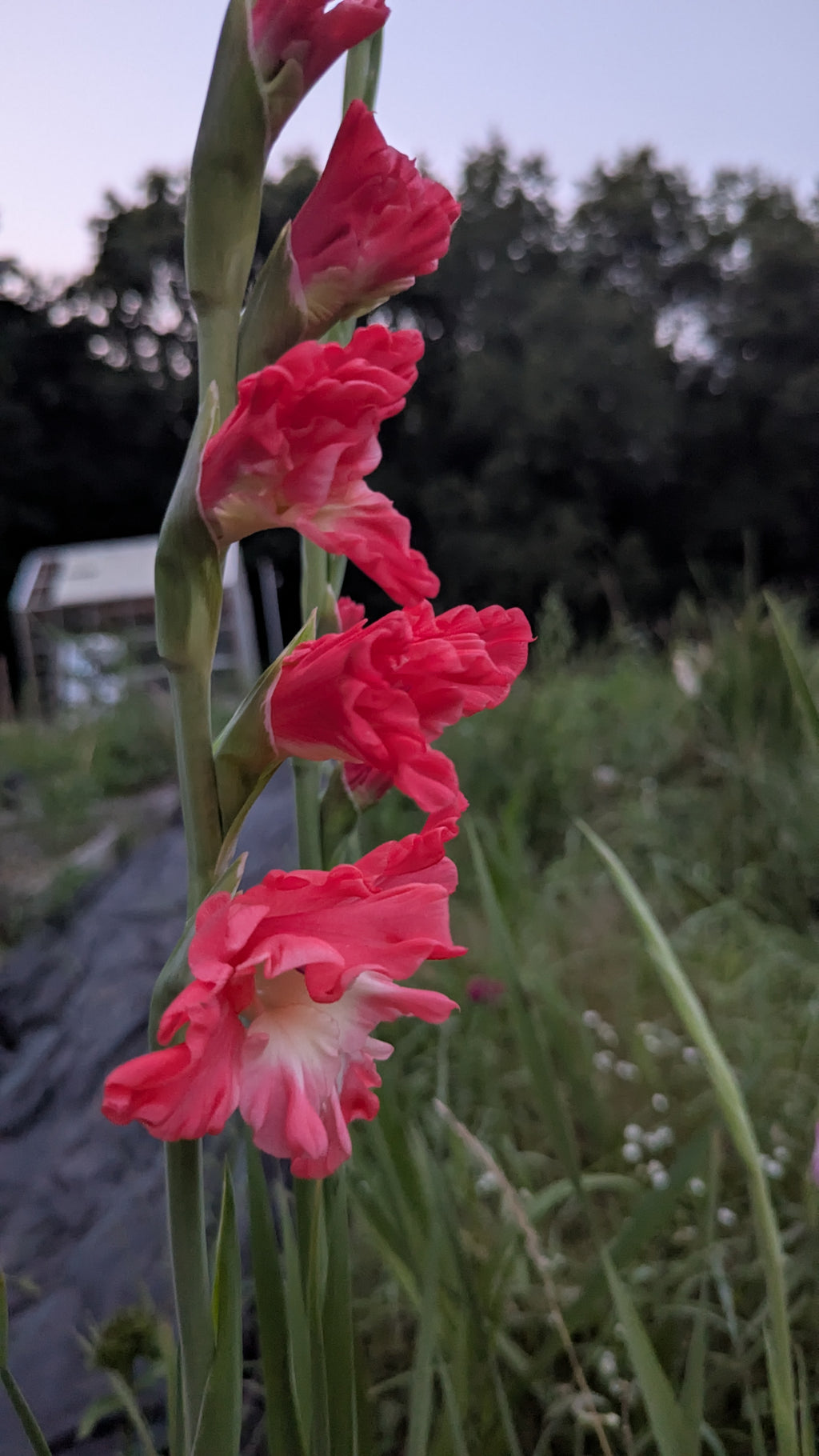 Gladiola Bunches