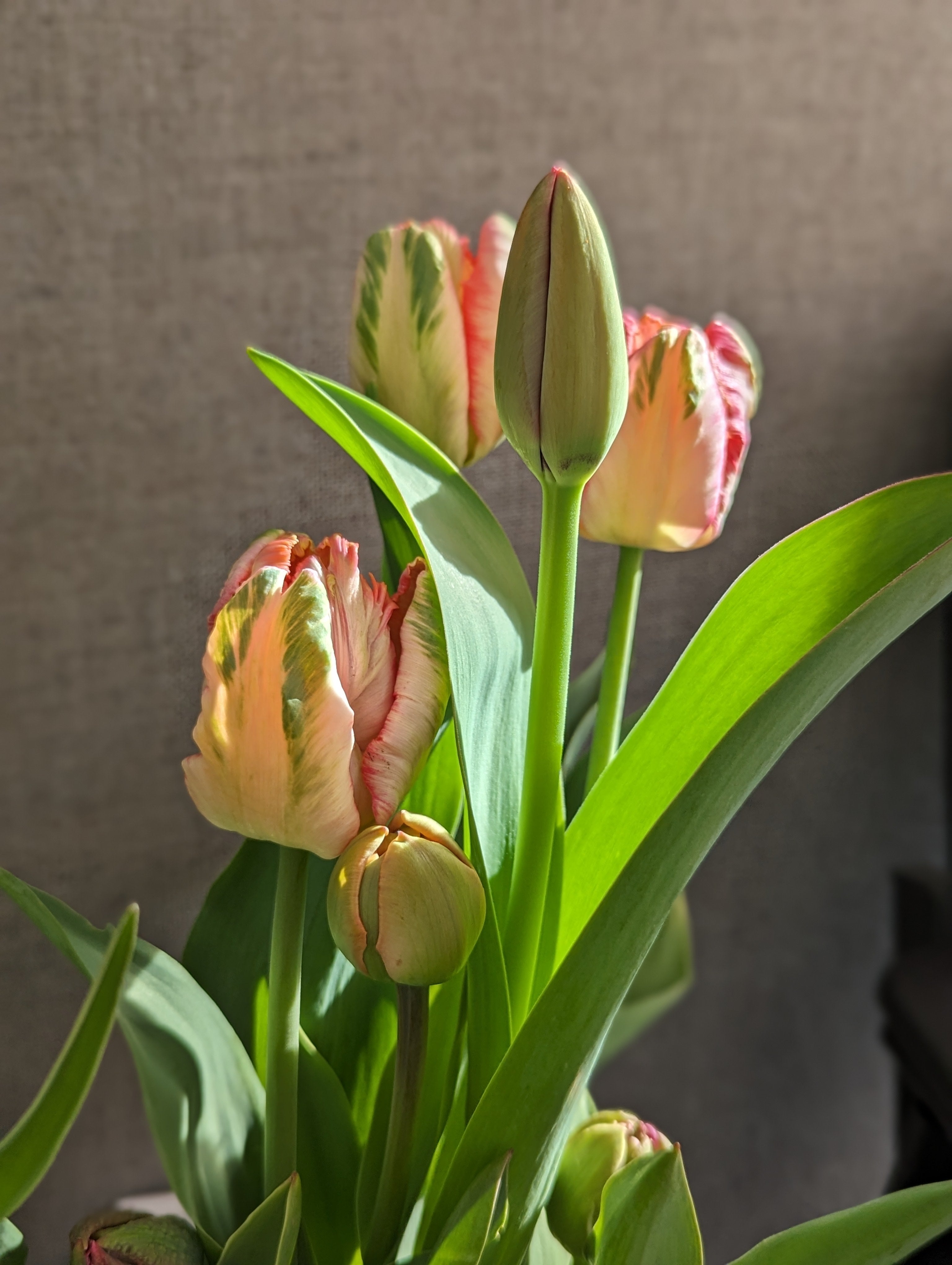 Seasonal Tulip Subscription