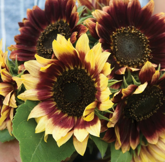 Small Sunflower Suprises