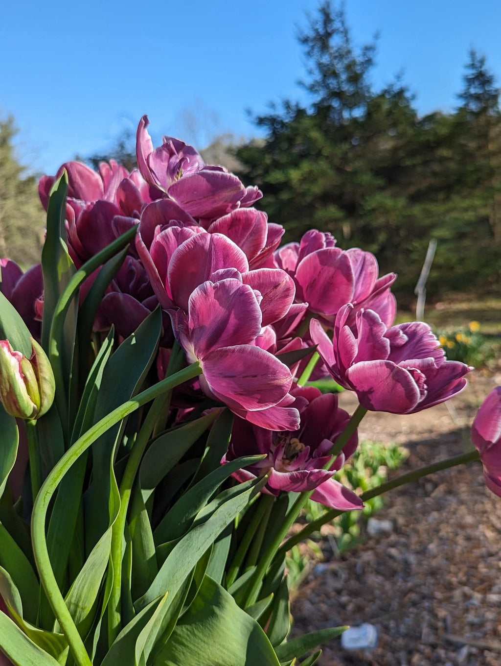 Seasonal Tulip Subscription