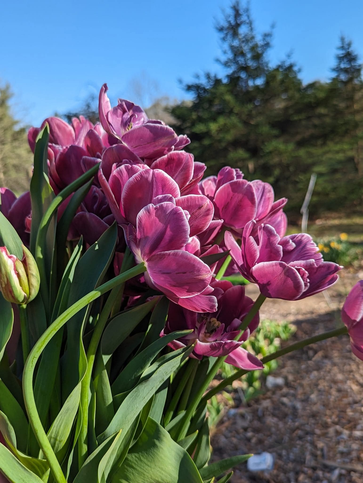 Seasonal Tulip Subscription