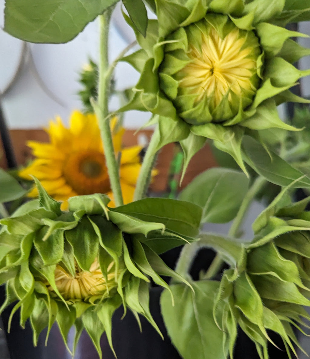 Small Sunflower Suprises