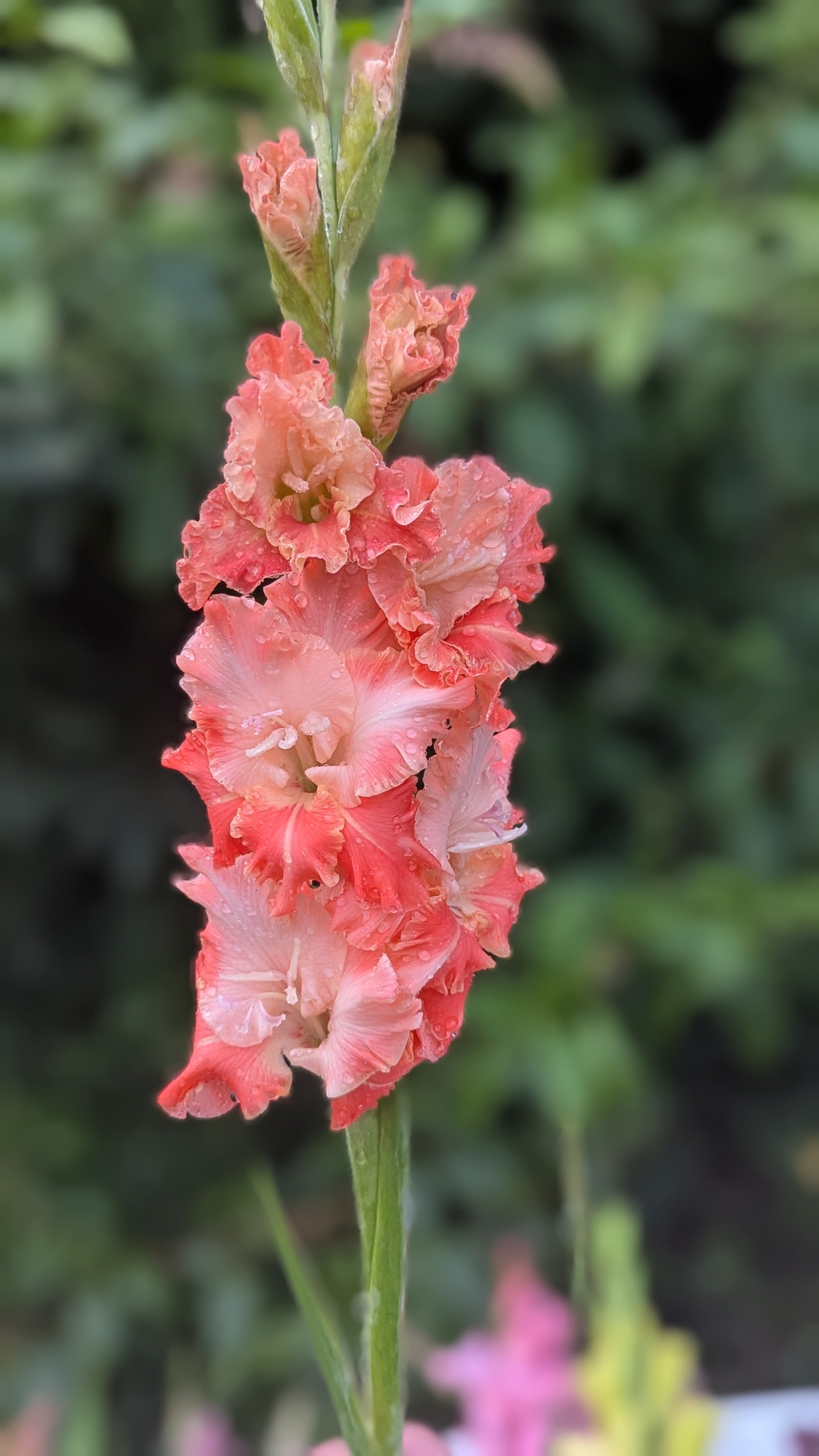 Gladiola Bunches