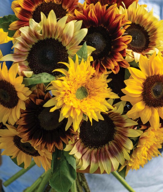 Sunflower Suprises