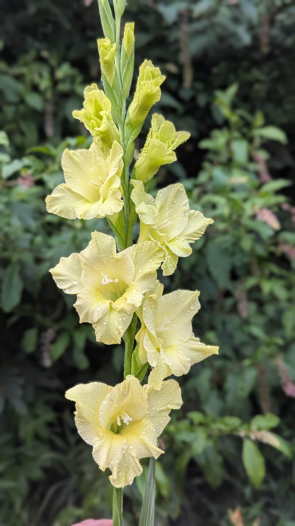 Gladiola Bunches