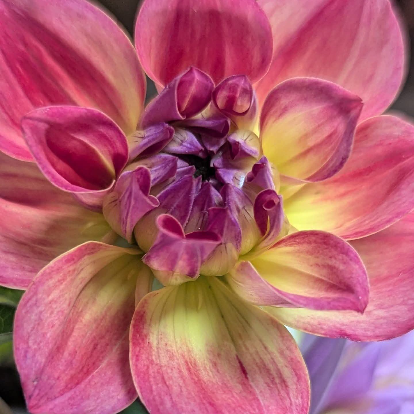 Dahlia Tubers