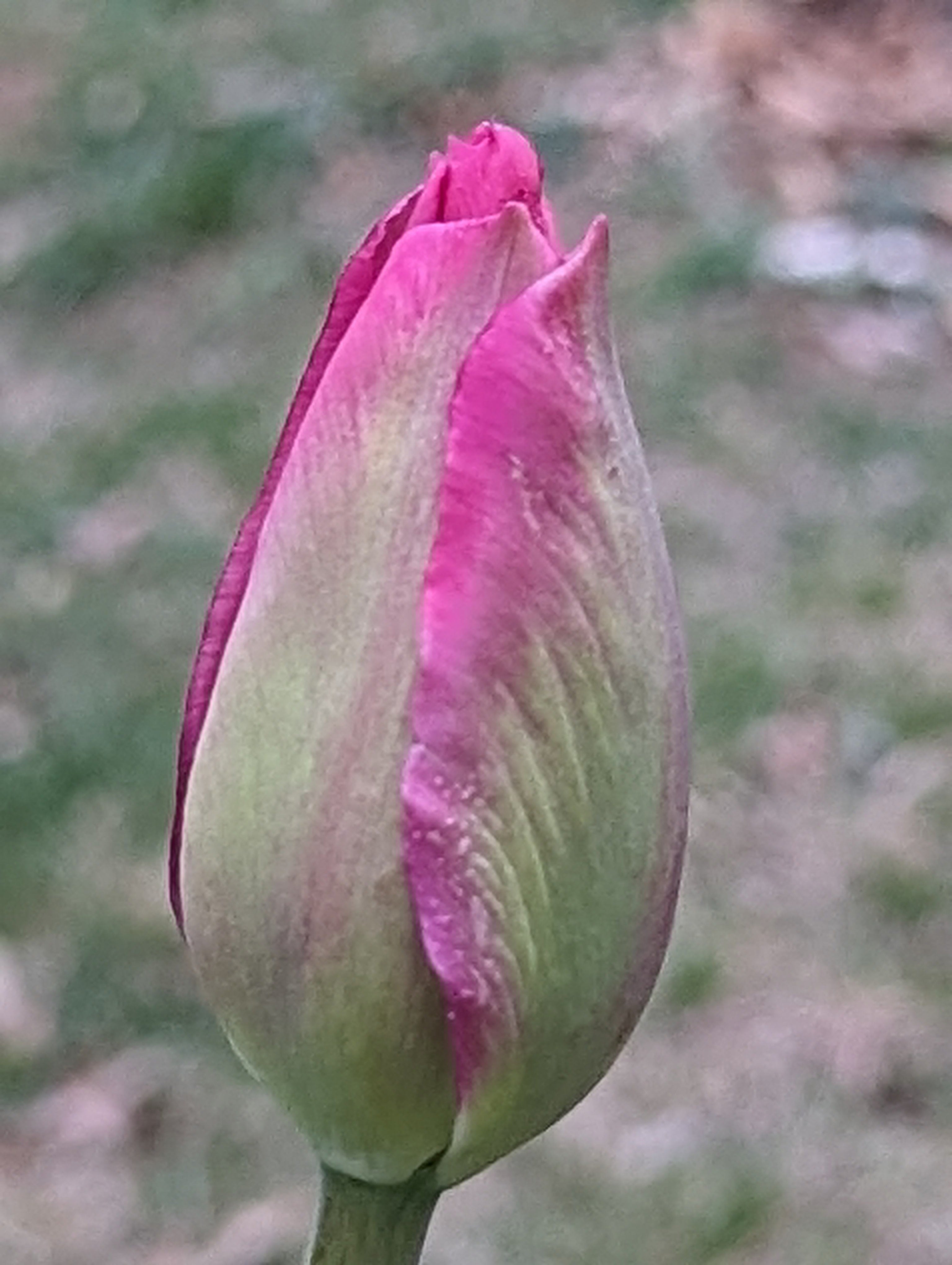 Seasonal Tulip Subscription