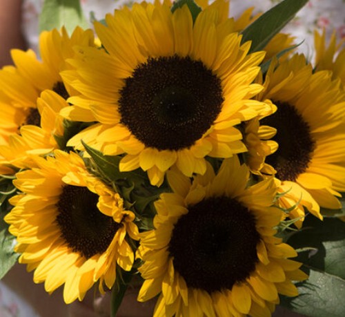 Small Sunflower Suprises