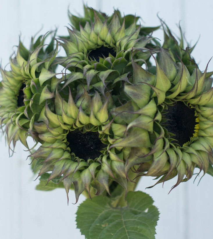 Small Sunflower Suprises