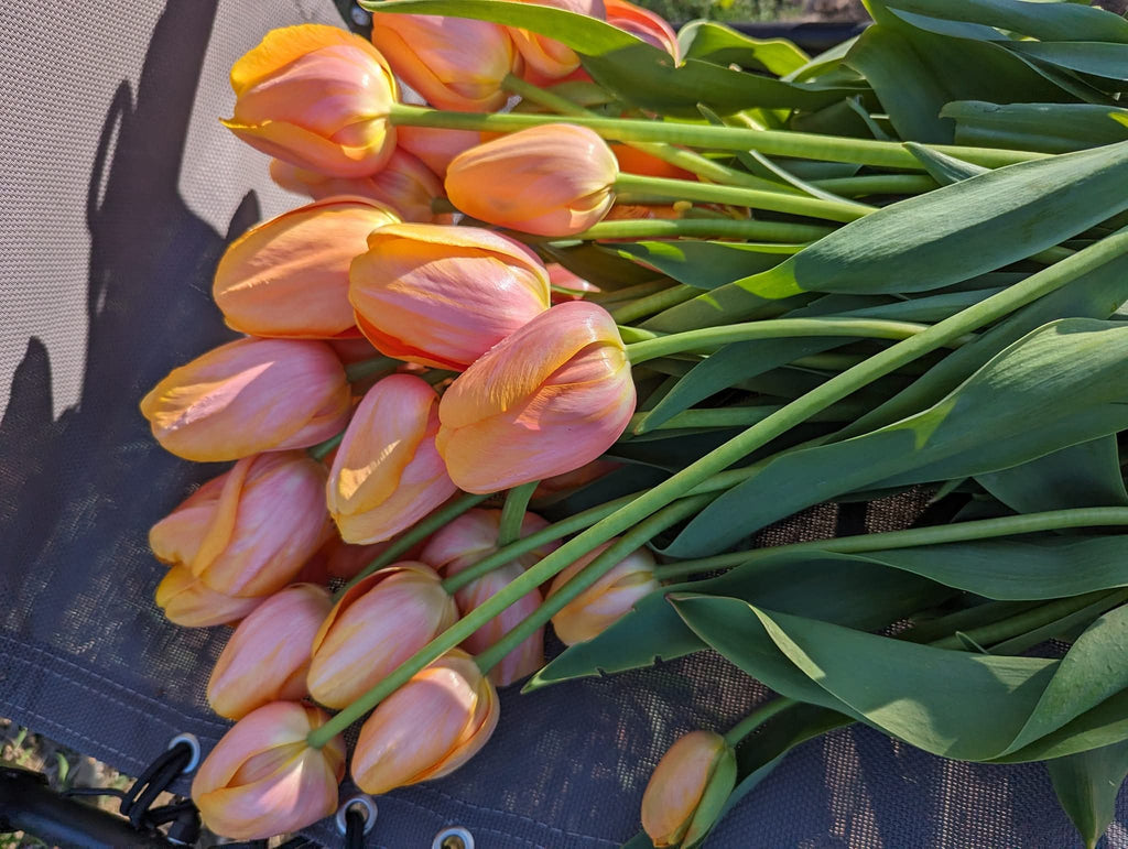 Seasonal Tulip Subscription