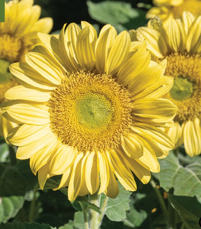Small Sunflower Suprises
