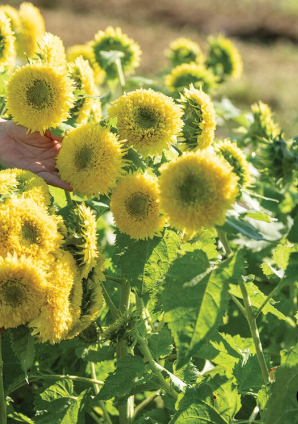 Small Sunflower Suprises